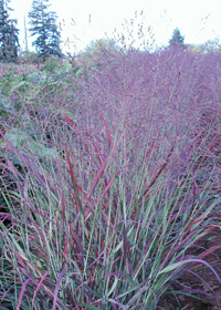 Panicum virgatum 'Shenandoah'